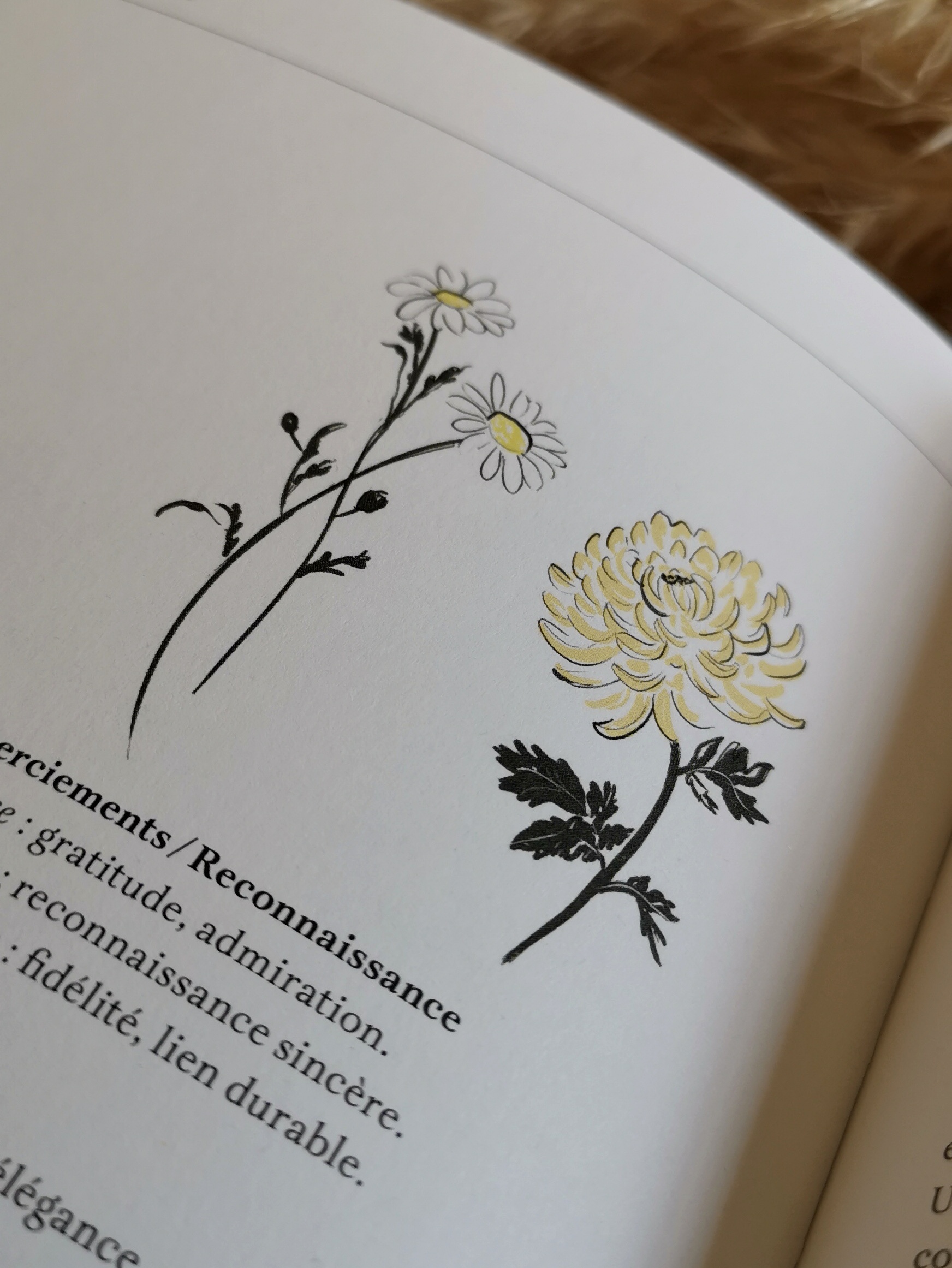 Illustrations du livre de Carmel Assa Kikambo aux Éditions Robert Laffont par l'illustratrice Margot Changeon